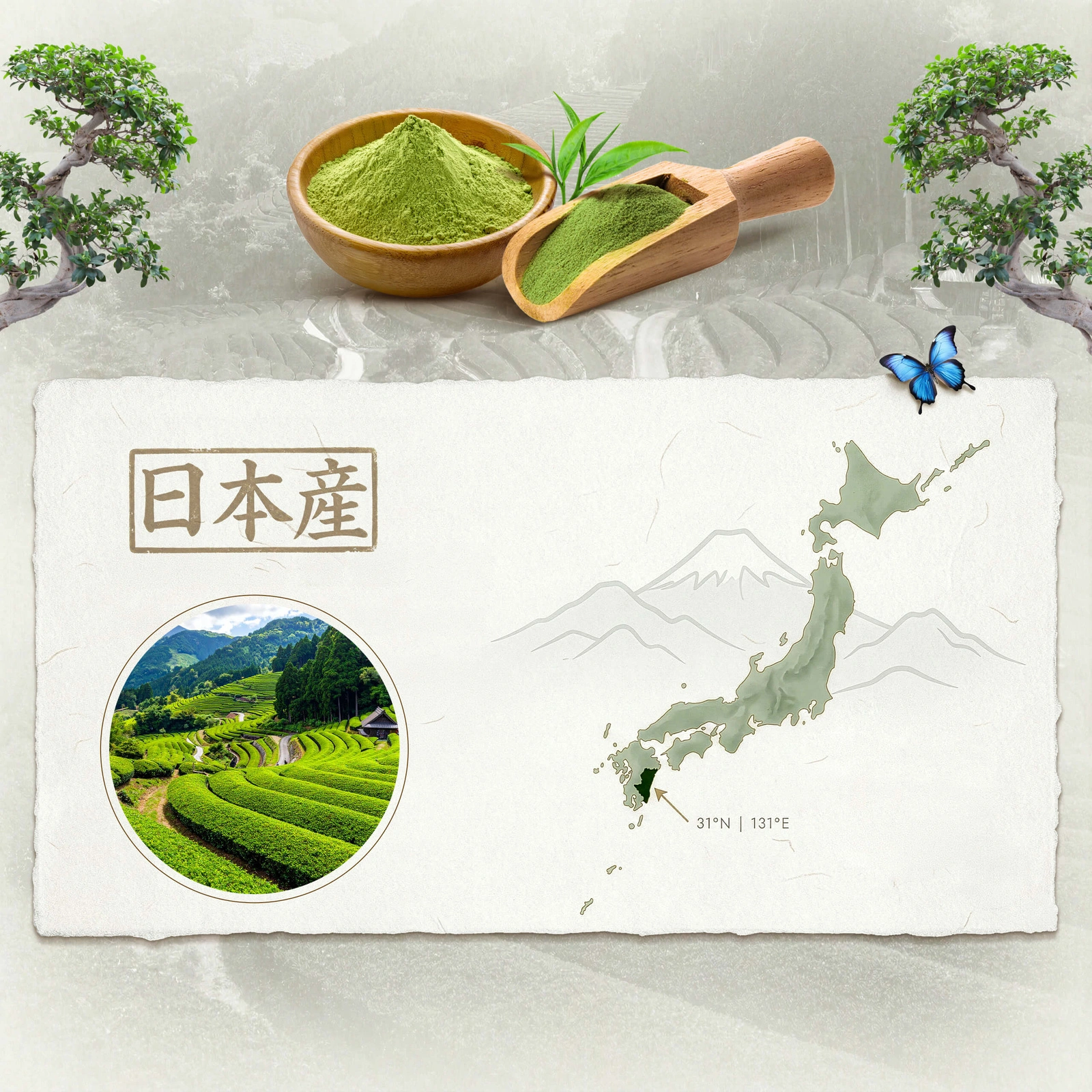 Matcha giapponese cerimoniale BIO Mary Rose