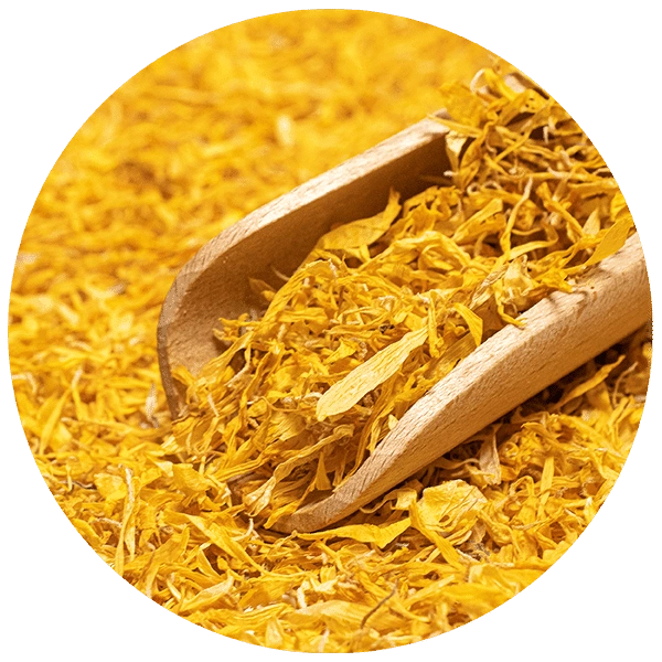 Mary Rose – fiori essiccati di calendula